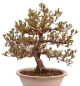 Preview: Bonsai Japanische Satsuki Azalee 'Mirei' Rhododendron indicum 229/139