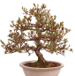 Preview: Bonsai Japanische Satsuki Azalee 'Mirei' Rhododendron indicum 229/139