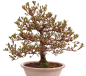 Preview: Bonsai Japanische Satsuki Azalee 'Mirei' Rhododendron indicum 229/139