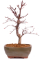 Preview: Bonsai - Acer palmatum 'Deshojo', roter Fächerahorn aus Japan 229/13
