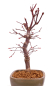 Preview: Bonsai - Acer palmatum 'Deshojo', roter Fächerahorn aus Japan 229/13