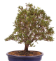 Preview: Bonsai Japanische Satsuki Azalee 'Beniko' Rhododendron indicum 229/140