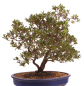 Preview: Bonsai Japanische Satsuki Azalee 'Beniko' Rhododendron indicum 229/140