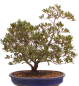 Preview: Bonsai Japanische Satsuki Azalee 'Beniko' Rhododendron indicum 229/140