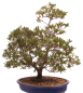 Preview: Bonsai Japanische Satsuki Azalee 'Beniko' Rhododendron indicum 229/140