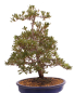 Preview: Bonsai Japanische Satsuki Azalee 'Beniko' Rhododendron indicum 229/140