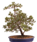 Preview: Bonsai Japanische Satsuki Azalee 'Beniko' Rhododendron indicum 229/140