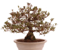 Preview: Bonsai Japanische Satsuki Azalee 'Misaki' Rhododendron indicum 229/141