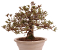 Preview: Bonsai Japanische Satsuki Azalee 'Misaki' Rhododendron indicum 229/141