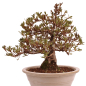 Preview: Bonsai Japanische Satsuki Azalee 'Misaki' Rhododendron indicum 229/141