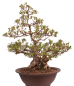 Preview: Bonsai Japanische Satsuki Azalee 'Yama-no-Hikari' Rhododendron indicum 229/142