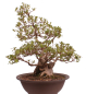 Preview: Bonsai Japanische Satsuki Azalee 'Yama-no-Hikari' Rhododendron indicum 229/142