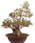 Preview: Bonsai Japanische Satsuki Azalee 'Yama-no-Hikari' Rhododendron indicum 229/142