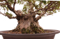 Preview: Bonsai Japanische Satsuki Azalee 'Yama-no-Hikari' Rhododendron indicum 229/142