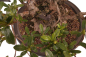 Preview: Bonsai Japanische Satsuki Azalee 'Yama-no-Hikari' Rhododendron indicum 229/142