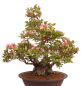 Preview: Bonsai Japanische Satsuki Azalee 'Yama-no-Hikari' Rhododendron indicum 229/142