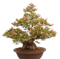 Preview: Bonsai Japanische Satsuki Azalee 'Yama-no-Hikari' Rhododendron indicum 229/142