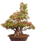 Preview: Bonsai Japanische Satsuki Azalee 'Yama-no-Hikari' Rhododendron indicum 229/142