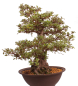 Preview: Bonsai Japanische Satsuki Azalee 'Kaen' Rhododendron indicum 229/145