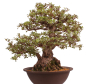 Preview: Bonsai Japanische Satsuki Azalee 'Kaen' Rhododendron indicum 229/145