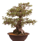 Preview: Bonsai Japanische Satsuki Azalee 'Kaen' Rhododendron indicum 229/145