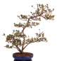 Preview: Bonsai Japanische Satsuki Azalee 'Asuka-no-Homare' Rhododendron indicum 229/147