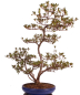 Preview: Bonsai Japanische Satsuki Azalee 'Asuka-no-Homare' Rhododendron indicum 229/147