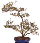 Preview: Bonsai Japanische Satsuki Azalee 'Asuka-no-Homare' Rhododendron indicum 229/147