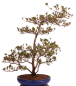 Preview: Bonsai Japanische Satsuki Azalee 'Asuka-no-Homare' Rhododendron indicum 229/147