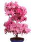 Preview: Bonsai Japanische Satsuki Azalee 'Asuka-no-Homare' Rhododendron indicum 229/147