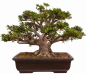 Preview: Bonsai - Japanische Satsuki Azalee - 'Chinzan' - Rhododendron indicum 229/149