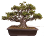 Preview: Bonsai - Japanische Satsuki Azalee - 'Chinzan' - Rhododendron indicum 229/149