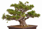 Preview: Bonsai - Japanische Satsuki Azalee - 'Chinzan' - Rhododendron indicum 229/149
