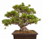 Preview: Bonsai - Japanische Satsuki Azalee - 'Chinzan' - Rhododendron indicum 229/149