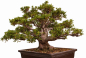 Preview: Bonsai - Japanische Satsuki Azalee - 'Chinzan' - Rhododendron indicum 229/149