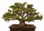 Preview: Bonsai - Japanische Satsuki Azalee - 'Chinzan' - Rhododendron indicum 229/149