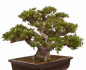 Preview: Bonsai - Japanische Satsuki Azalee - 'Chinzan' - Rhododendron indicum 229/149