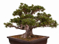 Preview: Bonsai - Japanische Satsuki Azalee - 'Chinzan' - Rhododendron indicum 229/149