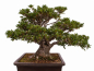 Preview: Bonsai - Japanische Satsuki Azalee - 'Chinzan' - Rhododendron indicum 229/149