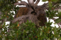 Preview: Bonsai - Japanische Satsuki Azalee - 'Chinzan' - Rhododendron indicum 229/149