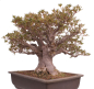 Preview: Bonsai Japanische Satsuki Azalee  Rhododendron indicum 229/150