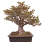 Preview: Bonsai Japanische Satsuki Azalee  Rhododendron indicum 229/150