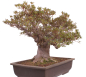 Preview: Bonsai Japanische Satsuki Azalee  Rhododendron indicum 229/150