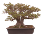 Preview: Bonsai Japanische Satsuki Azalee  Rhododendron indicum 229/150