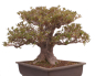 Preview: Bonsai Japanische Satsuki Azalee  Rhododendron indicum 229/150