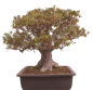 Preview: Bonsai Japanische Satsuki Azalee  Rhododendron indicum 229/150