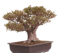 Preview: Bonsai Japanische Satsuki Azalee  Rhododendron indicum 229/150