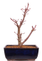 Preview: Bonsai - Acer palmatum 'Deshojo', roter Fächerahorn aus Japan 229/15