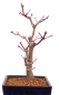 Preview: Bonsai - Acer palmatum 'Deshojo', roter Fächerahorn aus Japan 229/15