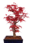 Preview: Bonsai - Acer palmatum 'Deshojo', roter Fächerahorn aus Japan 229/15